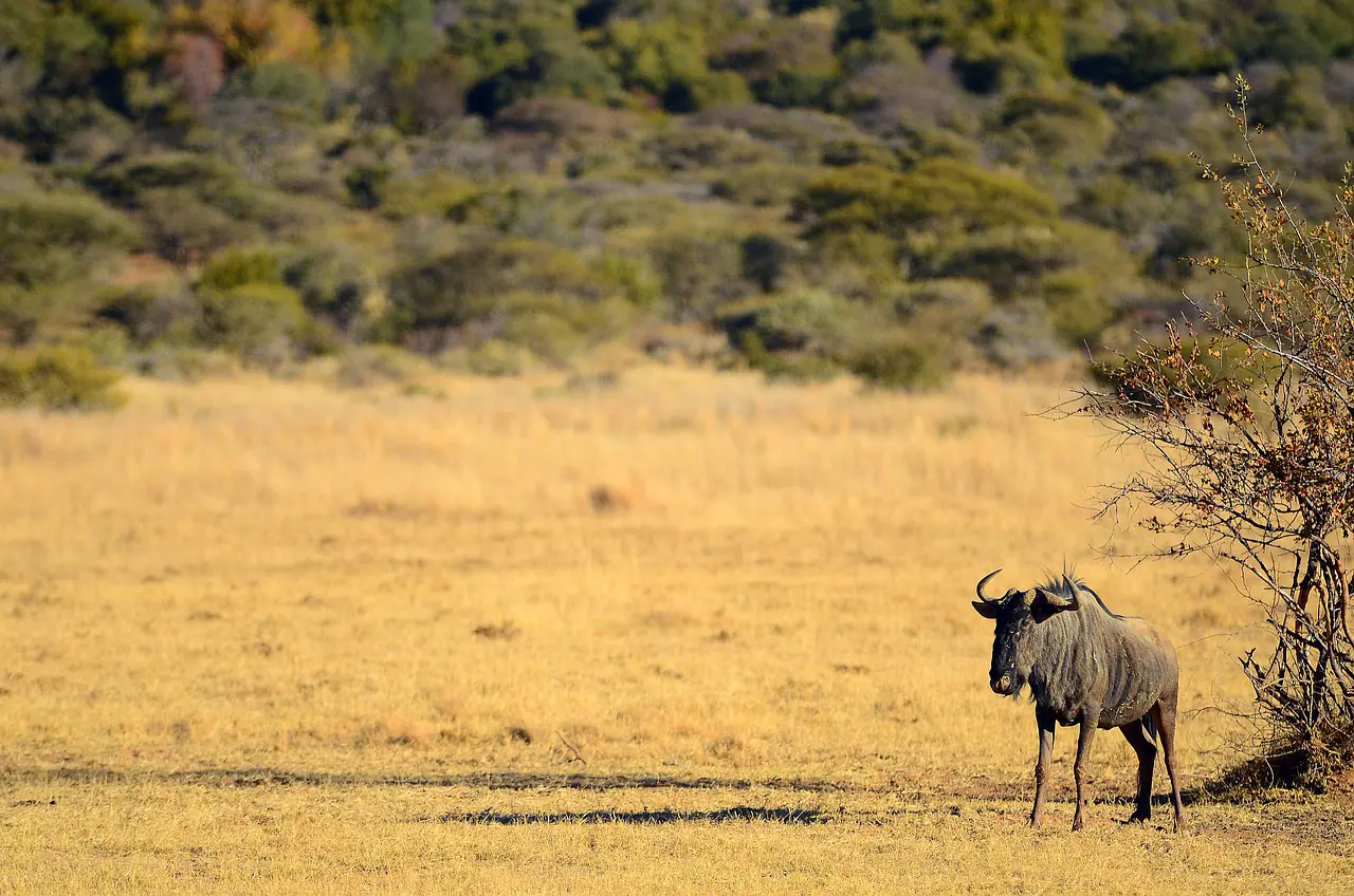 Top 5 Interesting Facts About The Savanna Top 5 Interesting Facts About The Savanna