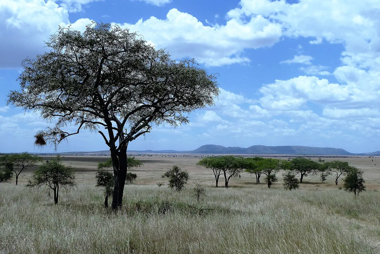 Top 5 Interesting Facts About The Savanna Top 5 Interesting Facts About The Savanna