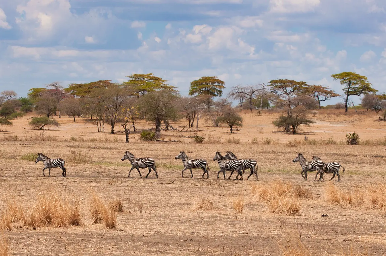 Top 5 Interesting Facts About The Savanna Top 5 Interesting Facts About The Savanna